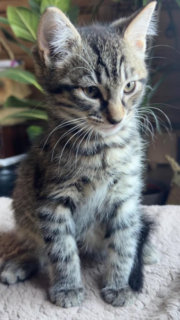 4 cute kittens ready for a new home!