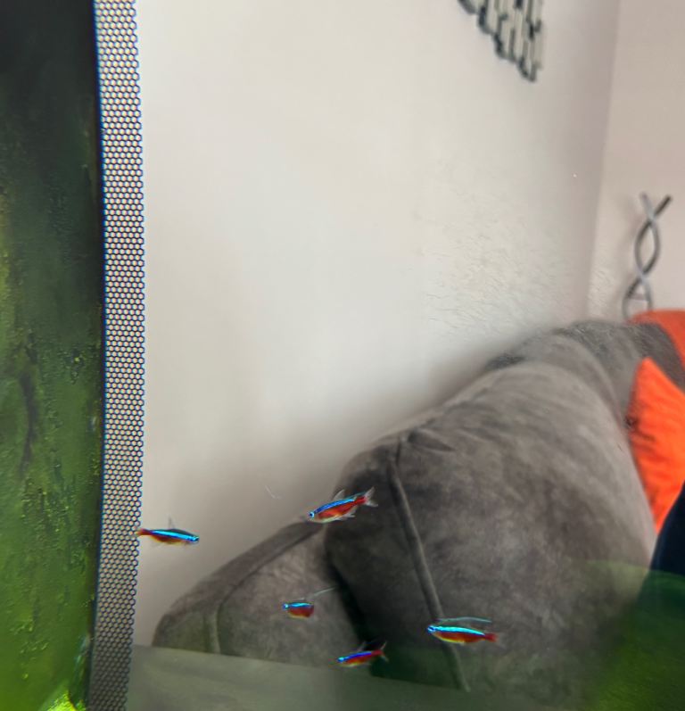 Cardinal Tetras X5
