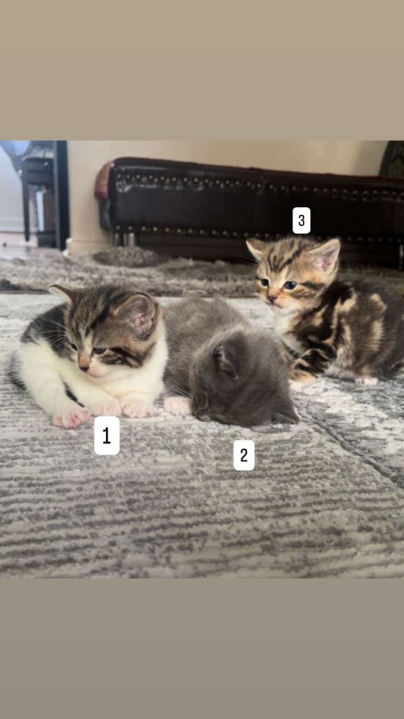 Kittens for sale - shorthair tabby
