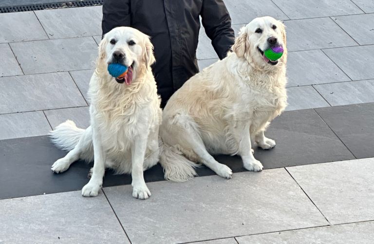 2 dogs, male and female for adoption 
