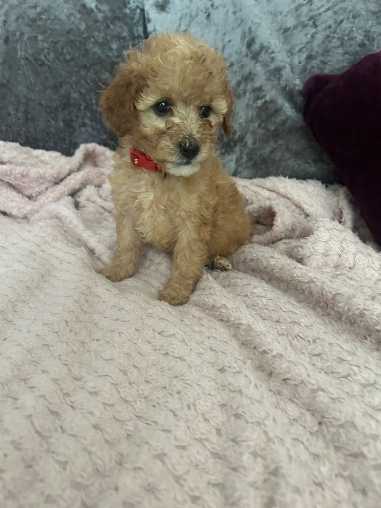 Cavapoo girl 