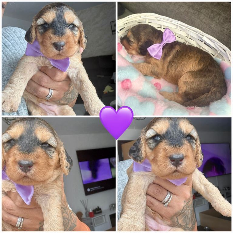 Gorgeous Cockapoo Puppies