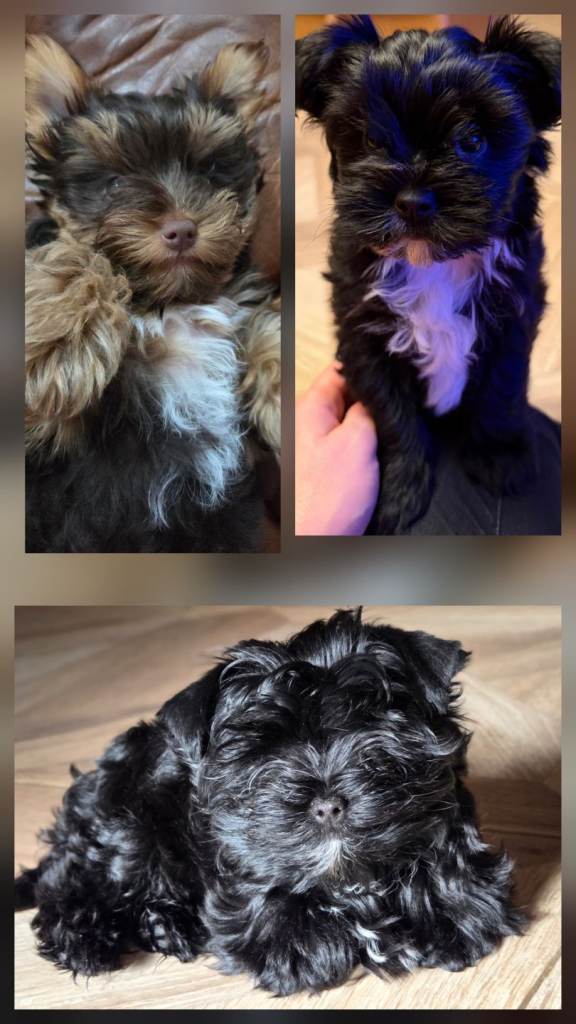 Purebred Yorkshire terrier puppies
