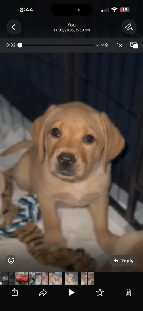 Two female Labrador puppies for sale