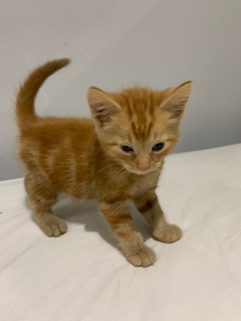 9 week old kitten