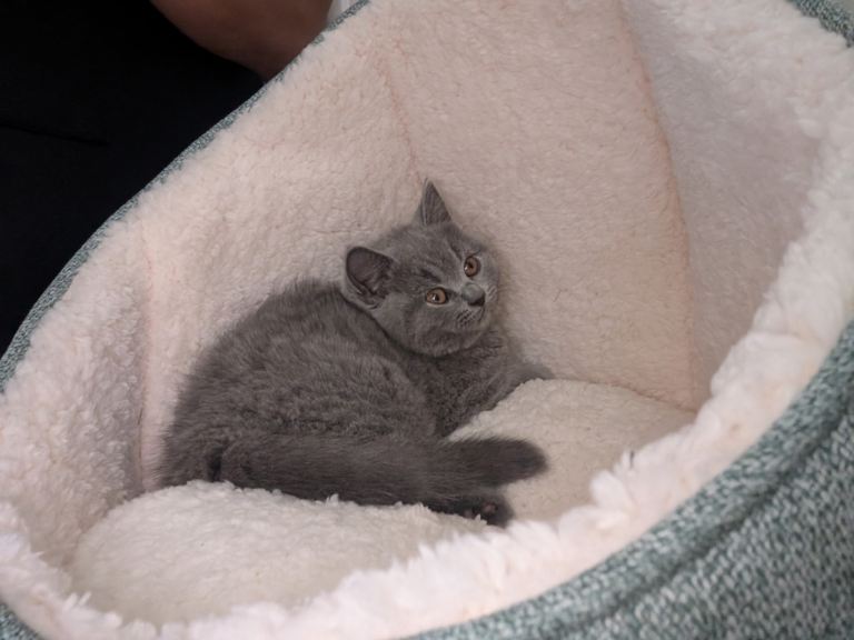 British shorthair x Maine coon kitten