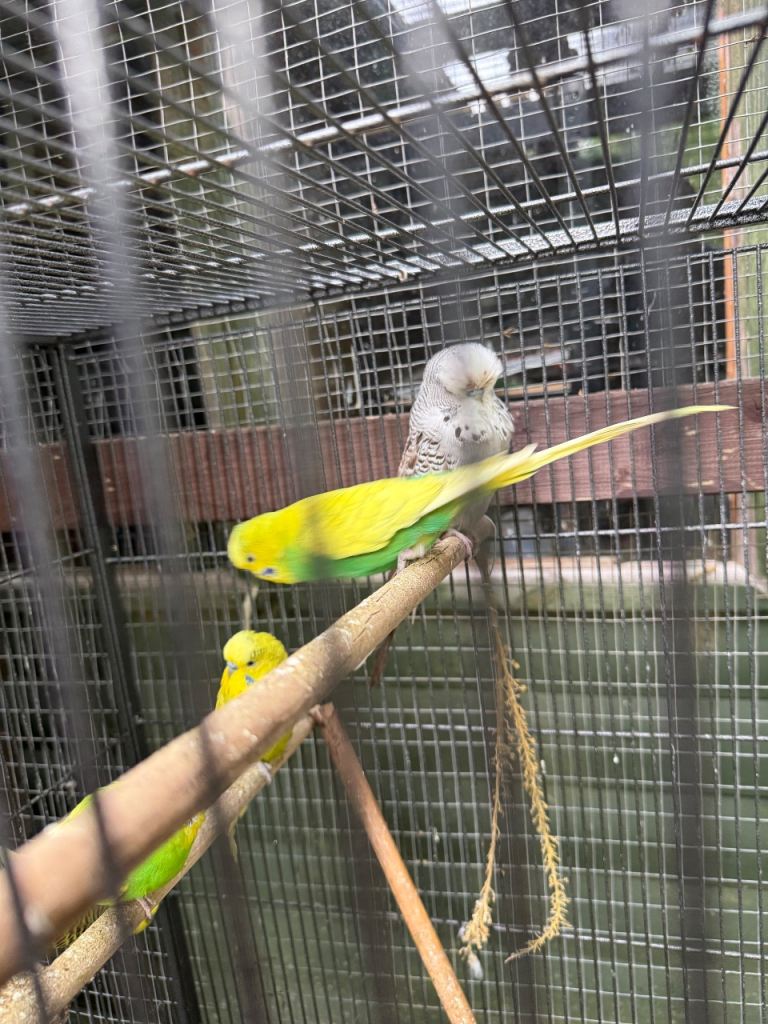 Budgies for sale 