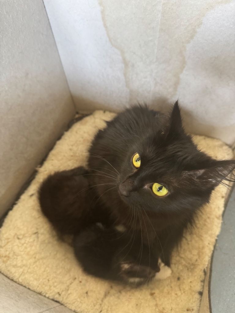 Adorable little kittens for sale 