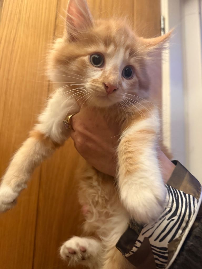 3 beautiful Maine Coon girls looking for new homes 
