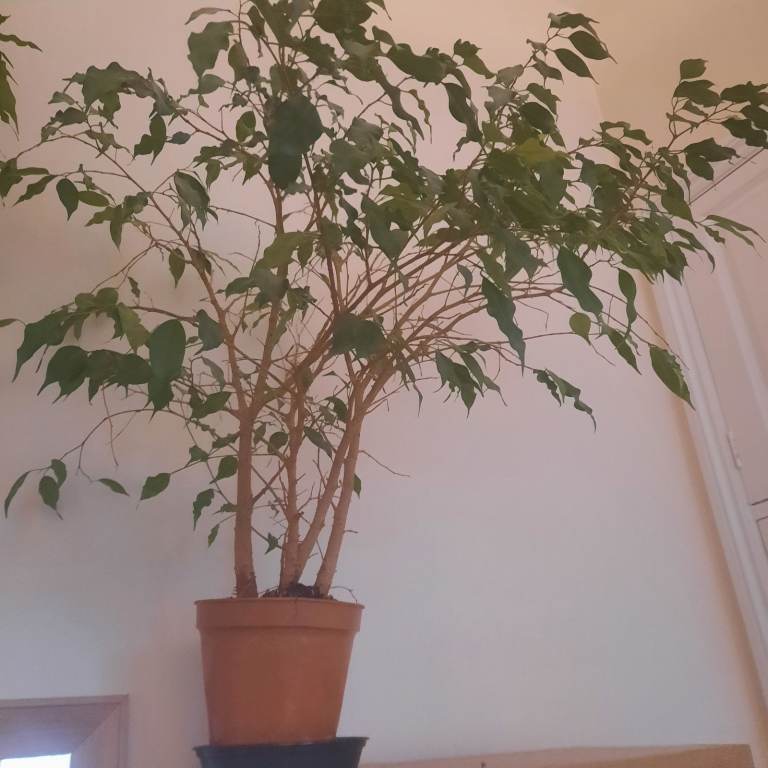 Mature Weeping Fig (Ficus) – Elegant Indoor Tree