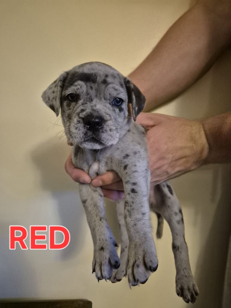 Cane Corso Puppies Merle & Blue