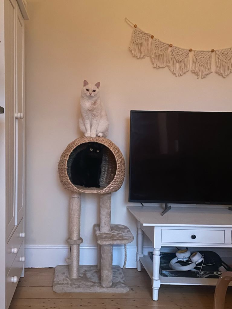 FREE Cat House