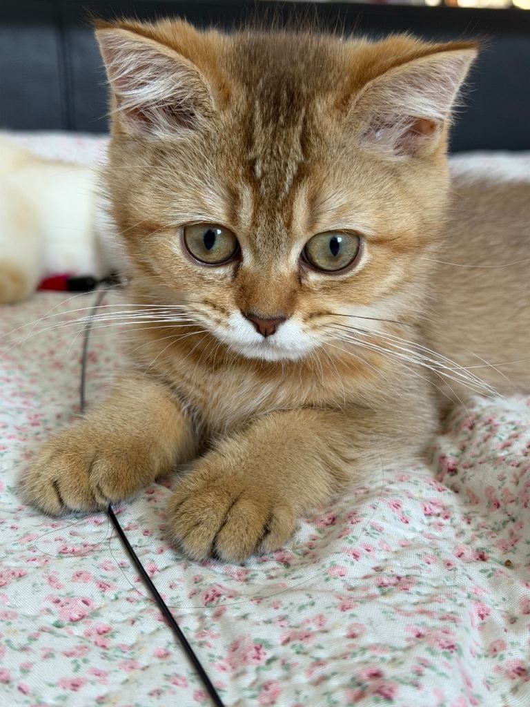 💛 Beautiful Teddy Bear British Shorthair Girl 💛