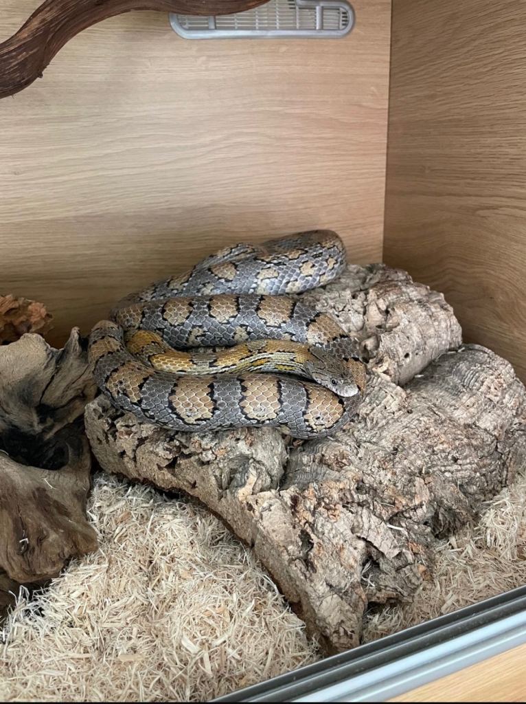 Caramel corn snake with vivarium 