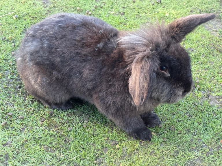 1 year old male rabbit 