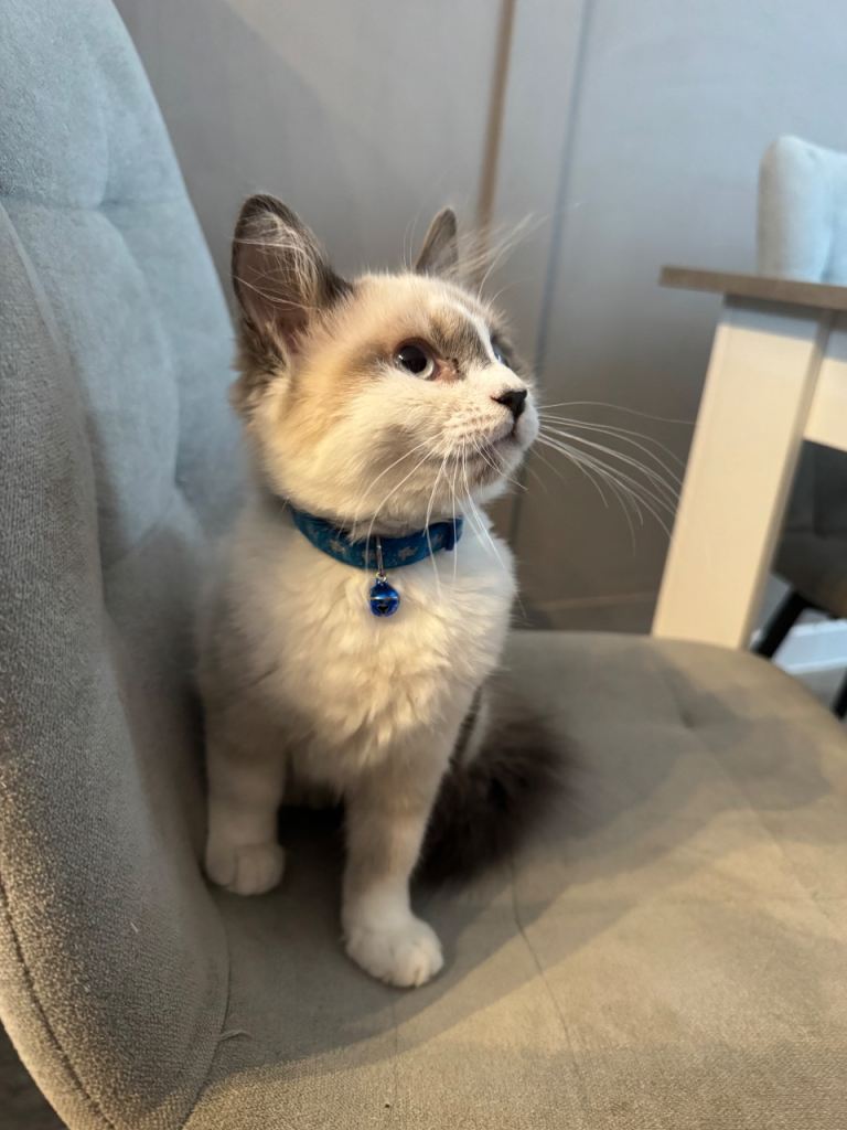 Ragdoll kitten for sale 