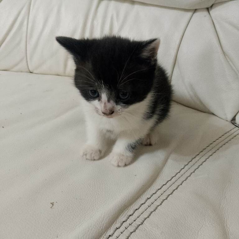 Kitten for sale