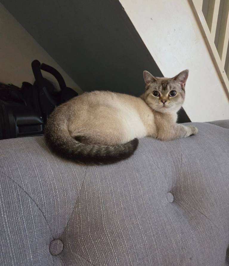 Cream colour point british shorthair 