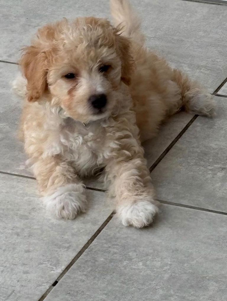 Beautiful Bichon x Poodles (Poochon) Puppies 