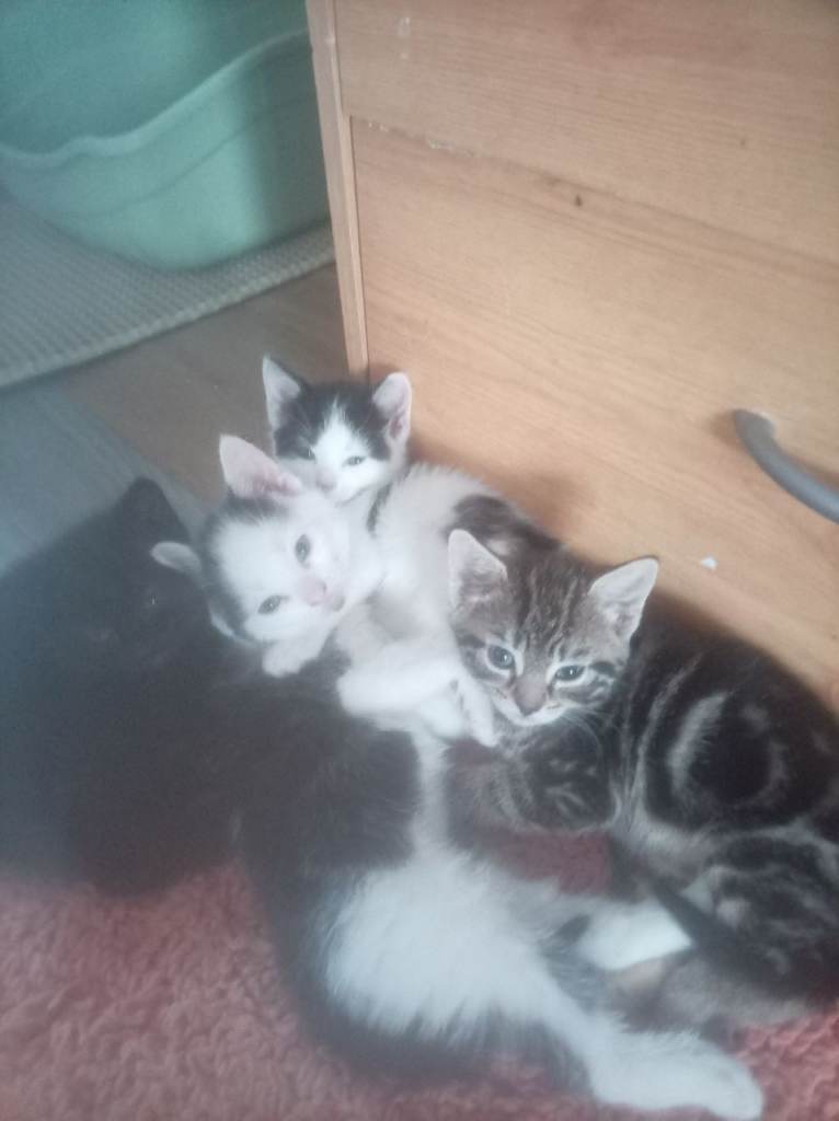 3 girl one boy 