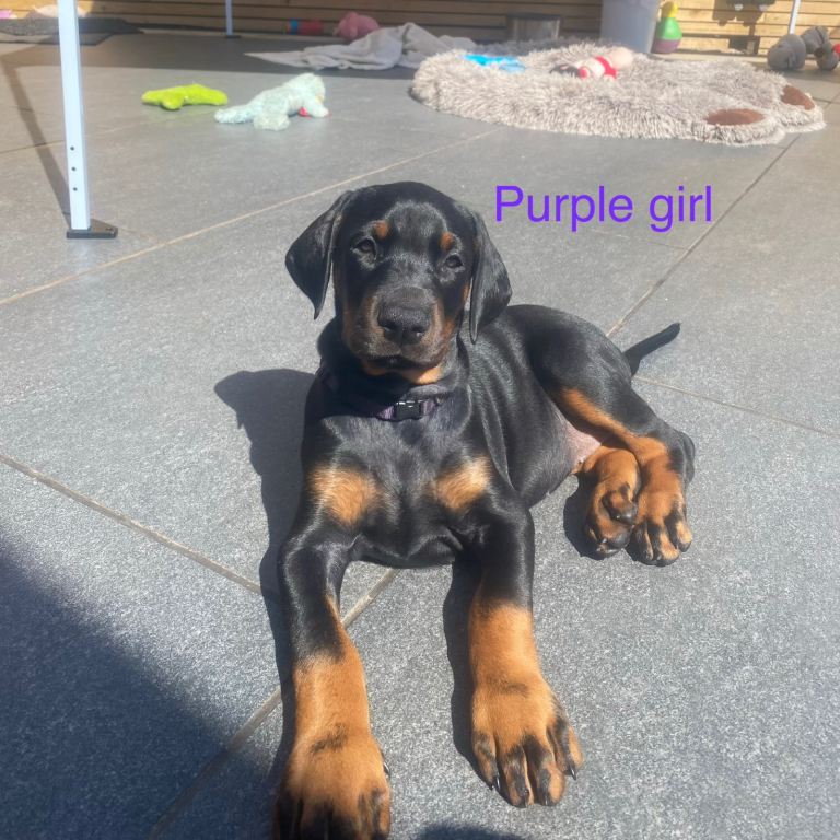 2 female Doberman puppies ready to go