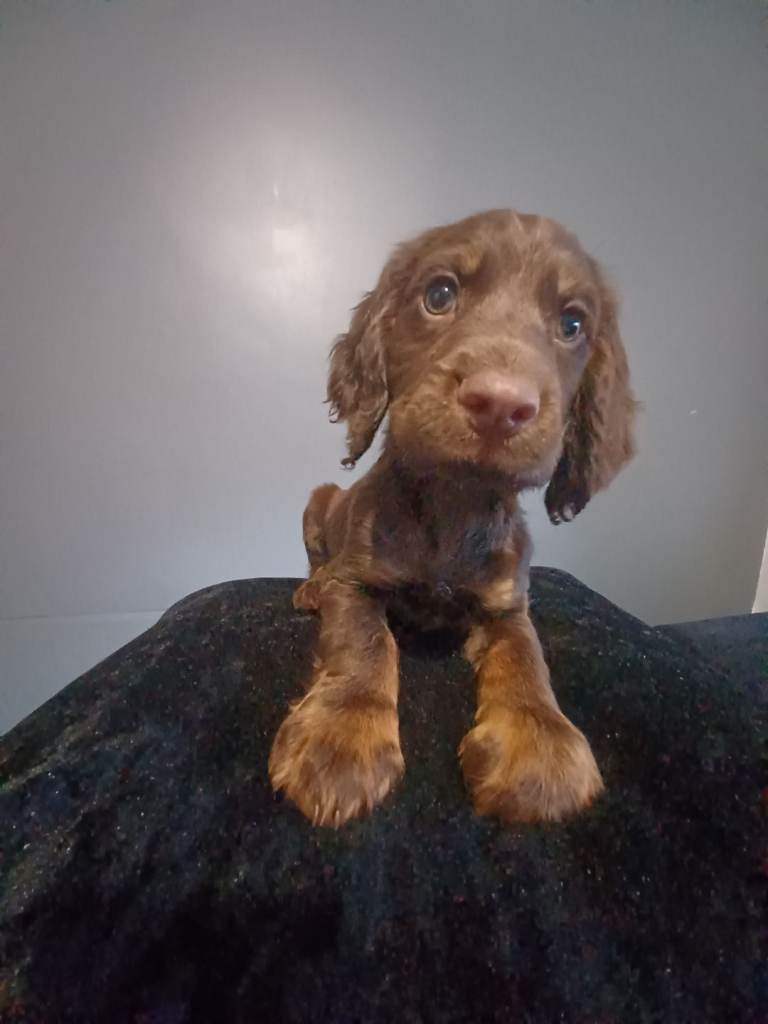 Quality male springer spaniel x cocker puppy 