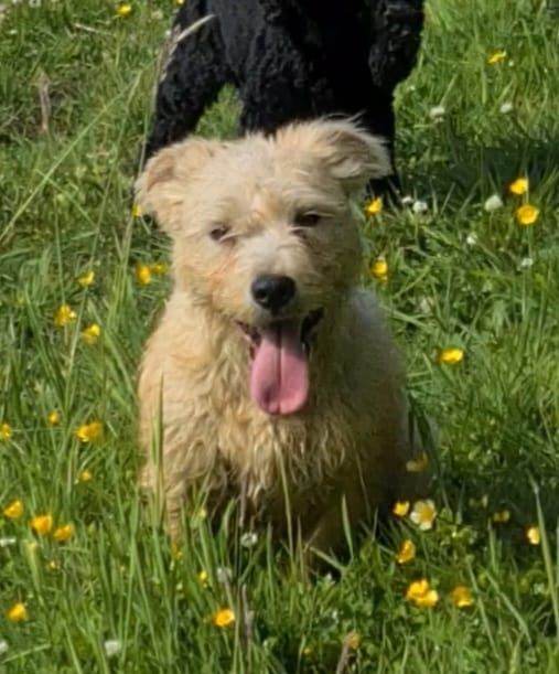 Glen of imaal terrier