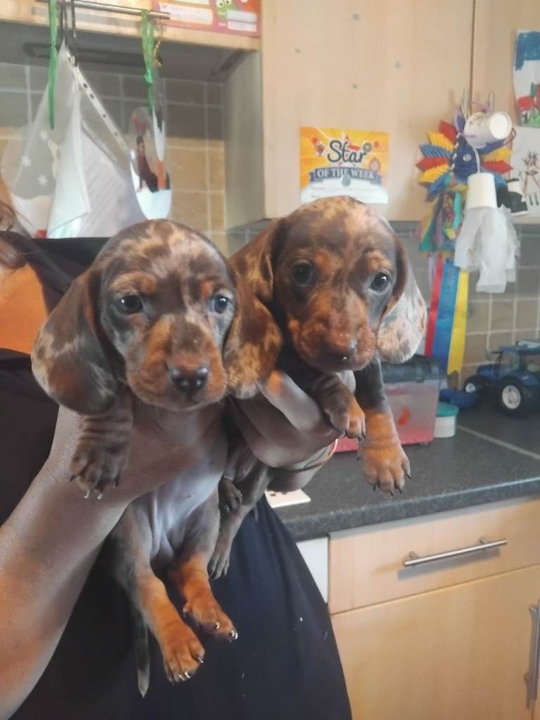 Miniature dachshund puppies 