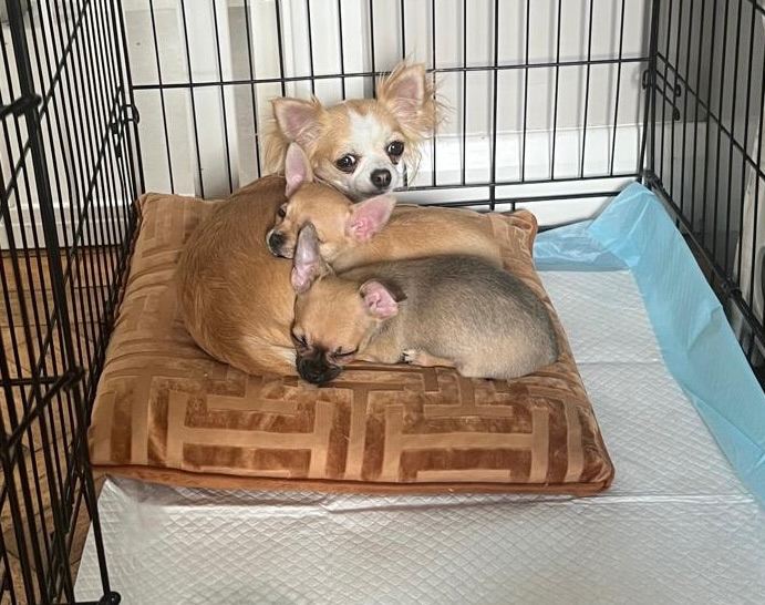 Beautiful male Chihuahua puppy for sale  