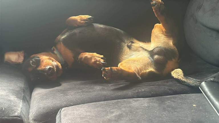 2 year old dachshund male