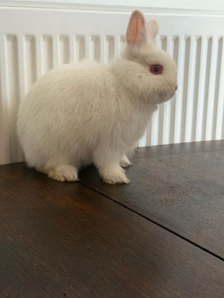 Cute Bunny 