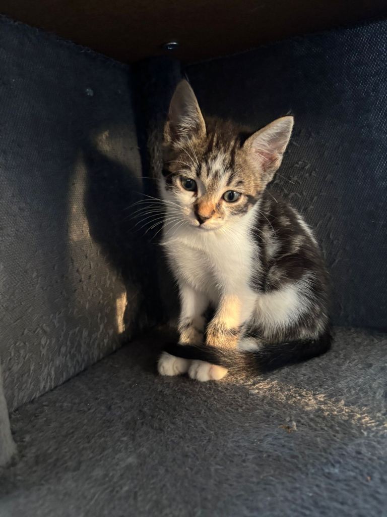 Kitten for sale 