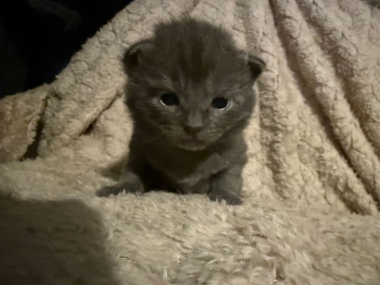 British shorthair kittens 