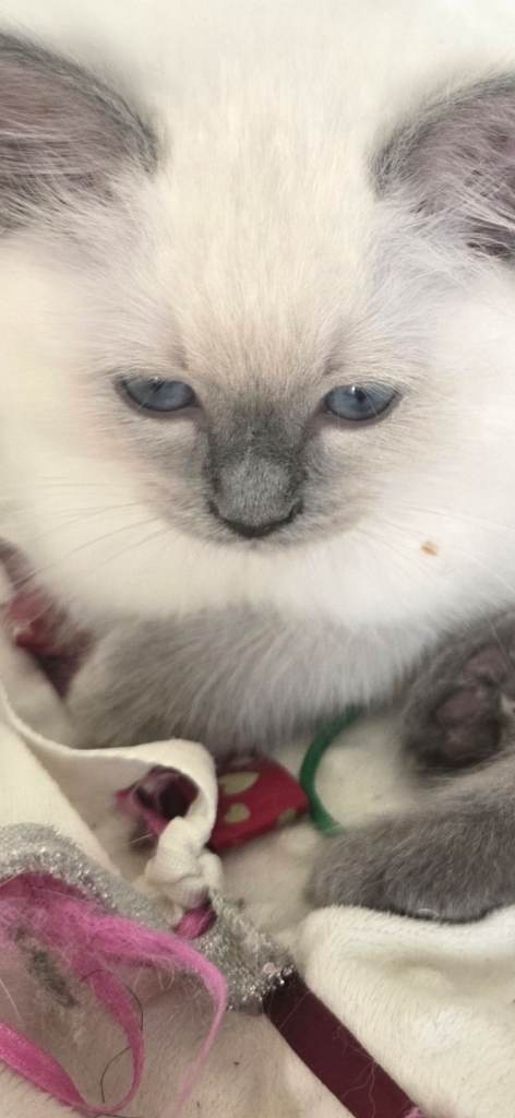 Gorgeous Pure Ragdoll Kittens...READY TO LEAVE NOW!