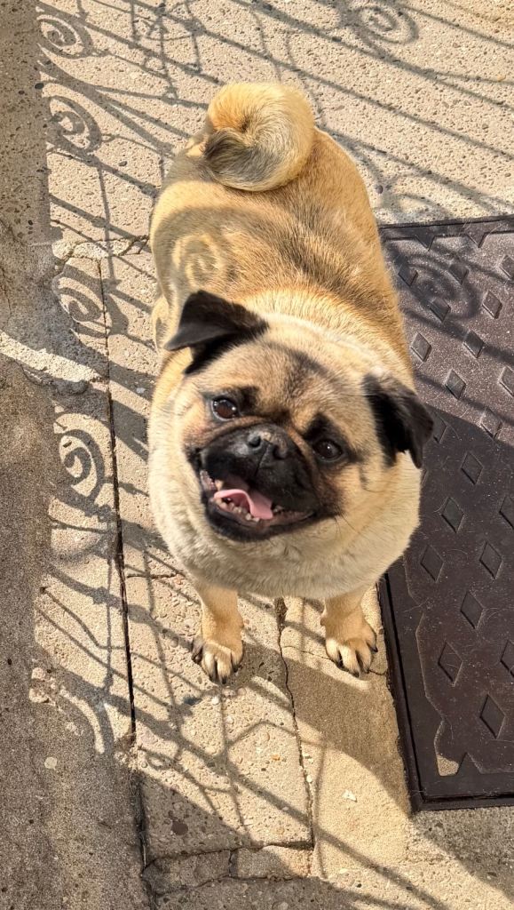 Pug female