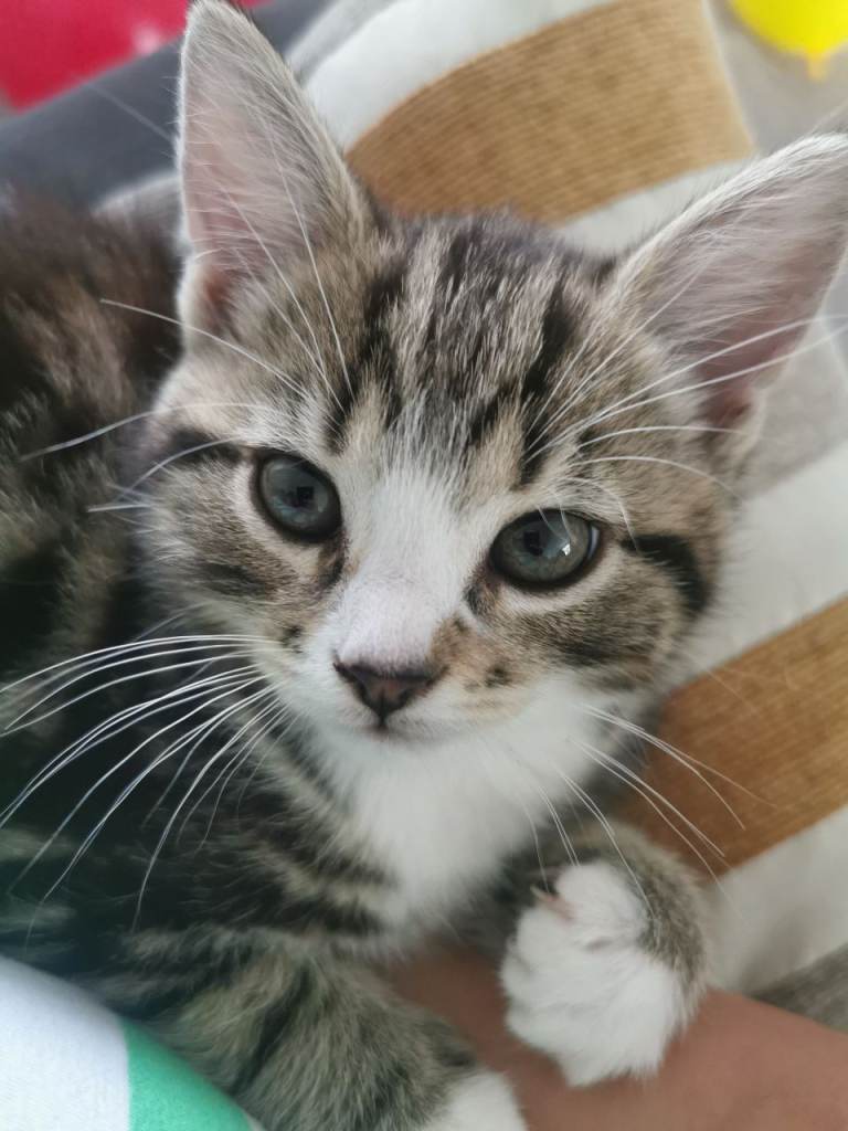 5 Lovely, Playful & Cuddly Kittens 🐾❤️