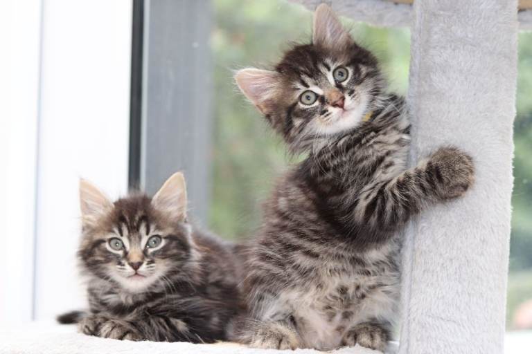  Lovely Kittens Ready for Collection