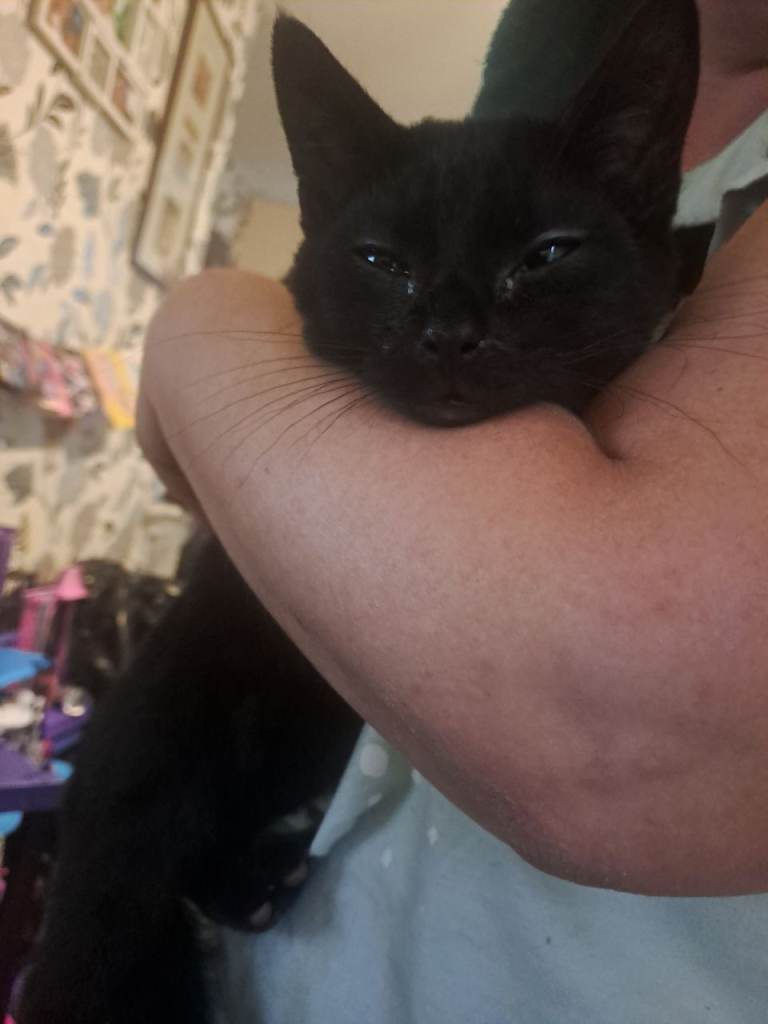 Black kittens 