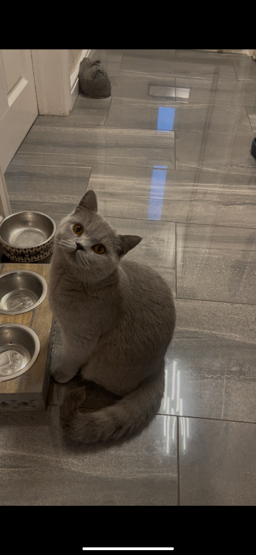 Female British shorthair Cat 