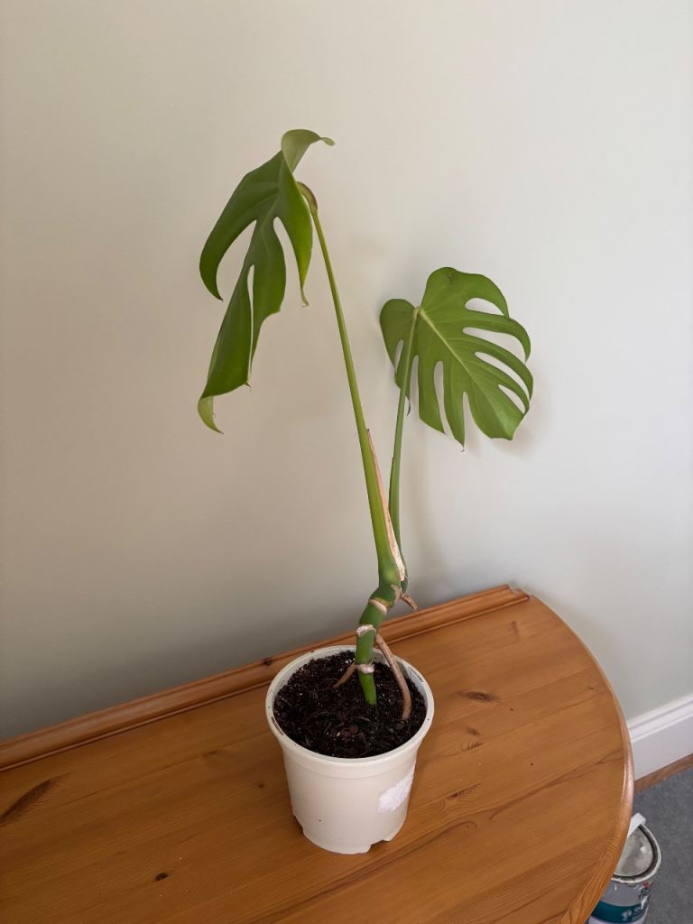 Monstera house plant 