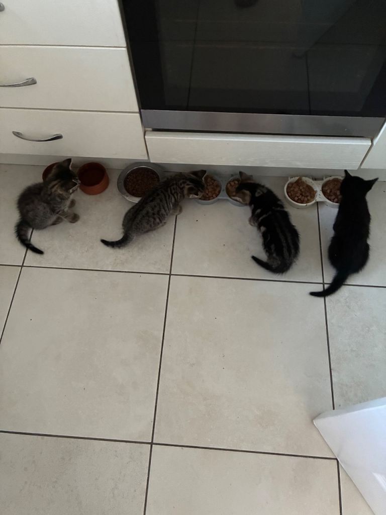 Kittens for sale