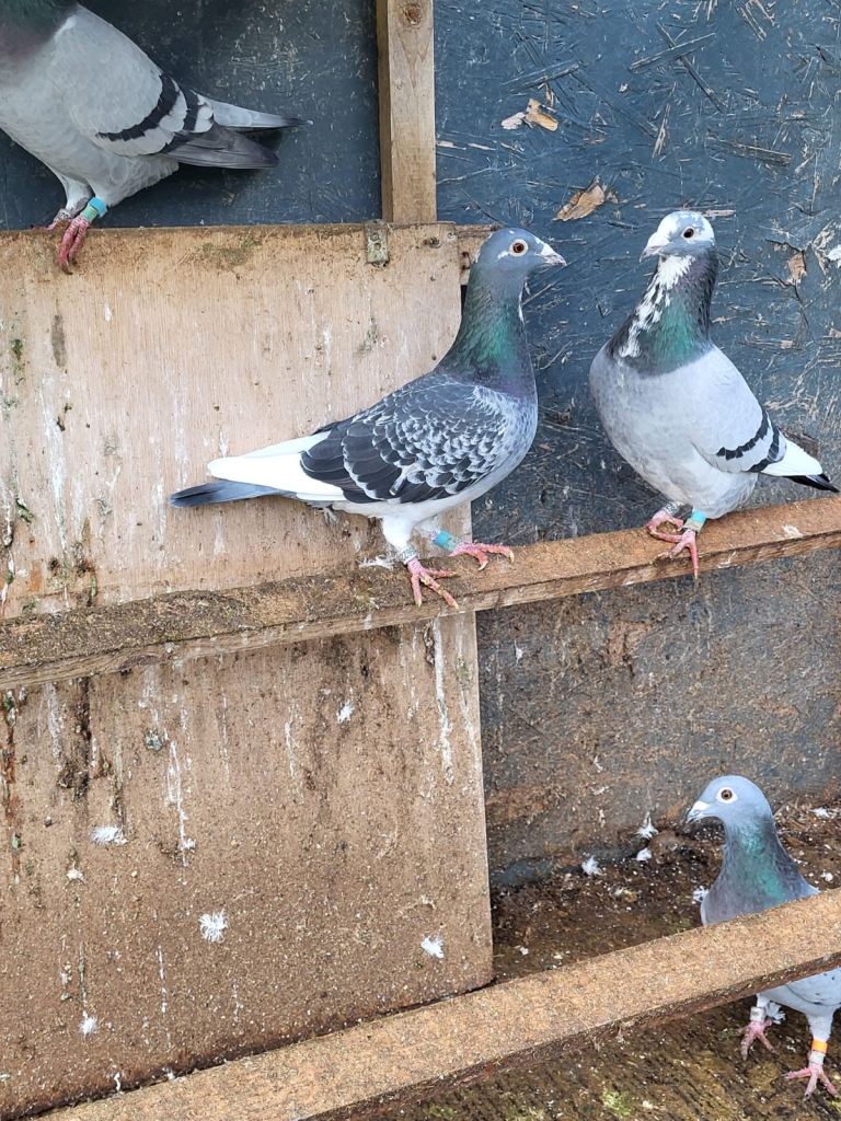 Racing Pigeons For Sale!