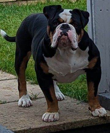 Old English bulldog 
