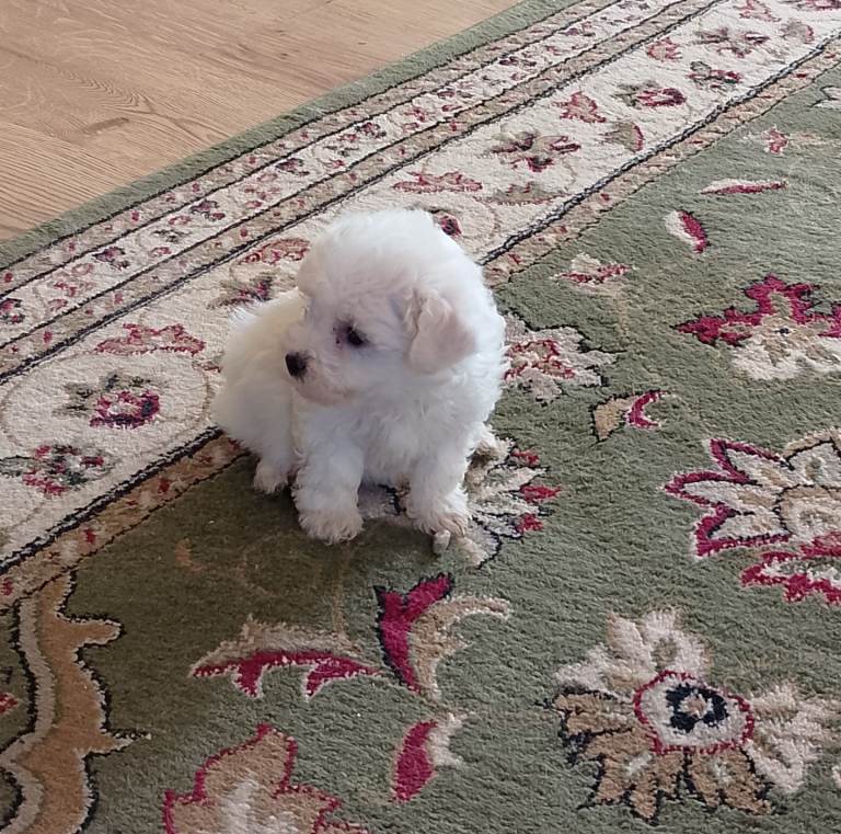 Bichon Frise Puppies 