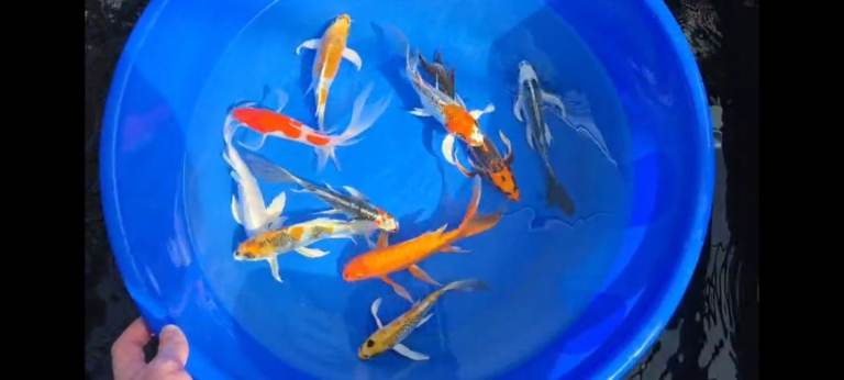 koi carp for sale from £6