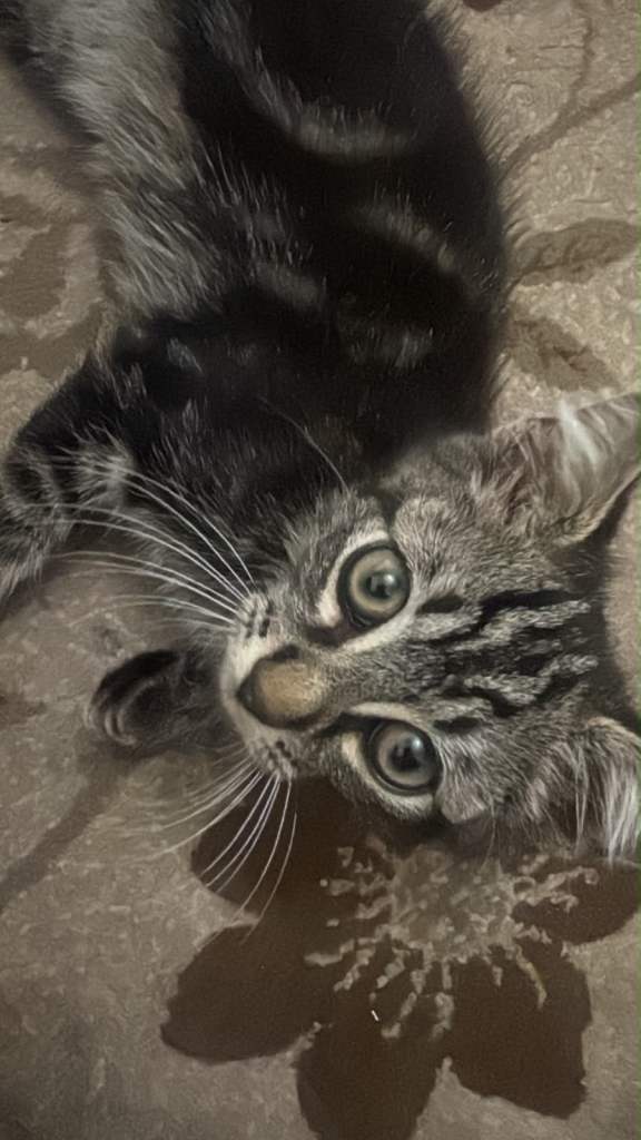 Kitten