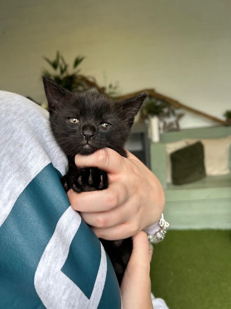 Adorable little girl