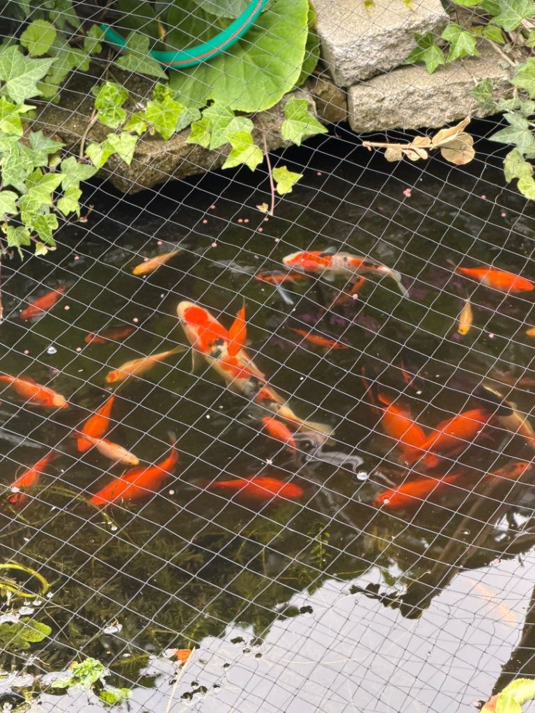 Goldfish For Sale