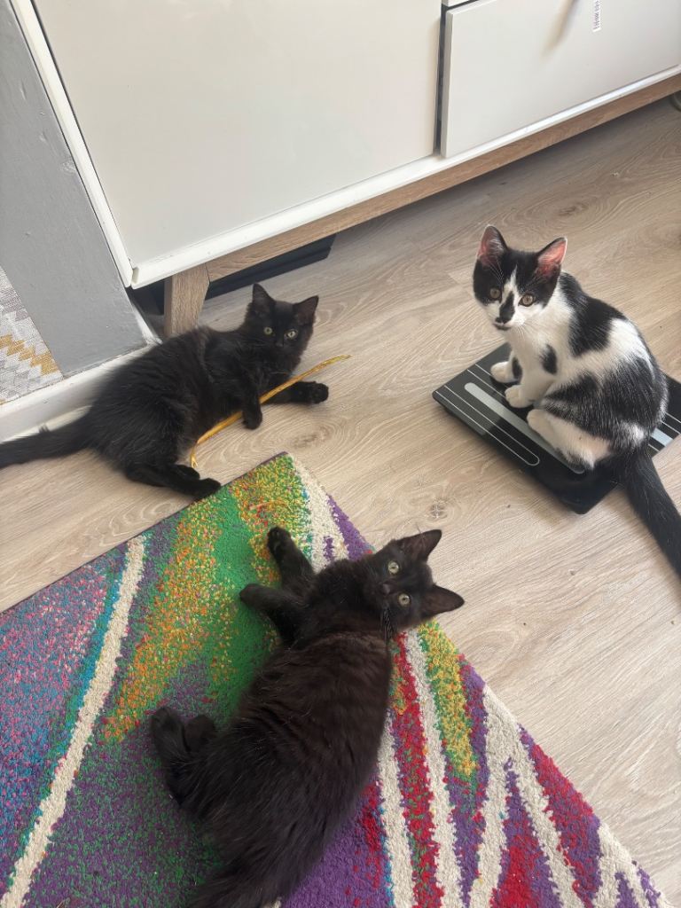 1male and 2 female looking for forever home!!