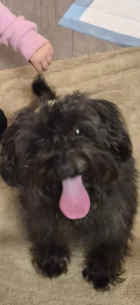 Toy cockapoo 